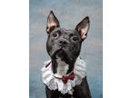 Adopt Mary Puppins a Pit Bull Terrier, Mixed Breed