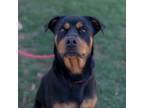 Adopt Minkley a Mixed Breed