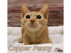 Adopt Copper Penny a American Bobtail, Domestic Short Hair
