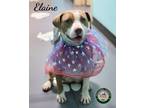 Adopt 24-05-1546 Elaine a Pit Bull Terrier