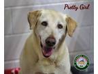 Adopt 24-05-1545 Pretty Girl a Labrador Retriever