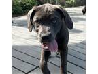 Adopt Arcee a Labrador Retriever, Terrier