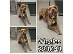 Adopt WIGGLES a Mixed Breed
