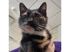 Adopt Waterlily a Domestic Short Hair