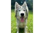 Adopt Smokey a Siberian Husky, Mixed Breed