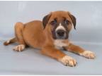 Adopt Mulan a Golden Retriever, German Shepherd Dog