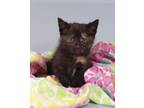 Adopt Tally a Domestic Short Hair