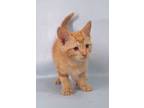 Adopt Willow a Domestic Short Hair