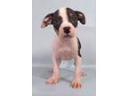 Adopt Hyacinth a Boston Terrier, Mixed Breed