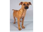 Adopt April a Black Mouth Cur, Mixed Breed