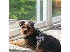 Adopt Leslie a Yorkshire Terrier