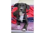 Adopt Tac a Mixed Breed