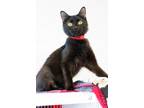 Adopt Cleo a Domestic Short Hair