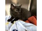 Adopt Morgan a Domestic Short Hair