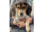 Adopt EMMA a Beagle, Mixed Breed