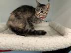 Adopt MURIEL a Domestic Short Hair