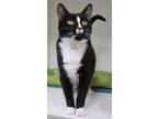 Adopt Shooting Star a Domestic Short Hair