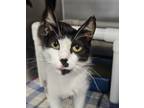 Adopt Mima a Domestic Short Hair