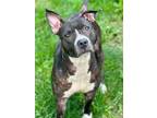 Adopt Winter a Pit Bull Terrier, Mixed Breed