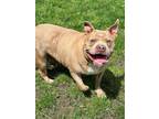 Adopt Chica a Pit Bull Terrier, Mixed Breed