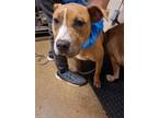 Adopt Tiki a Pit Bull Terrier, Mixed Breed