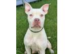 Adopt Maddie a Pit Bull Terrier, Mixed Breed