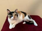 Adopt Sequoia a Domestic Short Hair