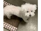 Adopt MARSHMALLOW a Poodle