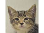 Adopt Raspberry a Domestic Short Hair