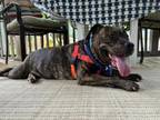 Adopt TAMAYA a Pit Bull Terrier