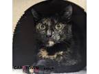 Adopt Misty a Domestic Short Hair