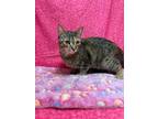 Adopt Stacey a Domestic Short Hair
