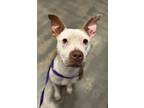 Adopt Madison (Underdog) a Mixed Breed