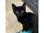 Adopt Nova a Domestic Short Hair