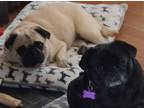 Adopt Rosie & Josie (BONDED PAIR) a Pug