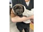 Adopt Cindy Bear (Cub) a Shar-Pei