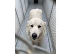 Adopt XENA a Great Pyrenees