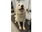 Adopt SWEET PEA a Great Pyrenees, Mixed Breed