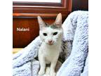 Adopt Nalani a Domestic Short Hair