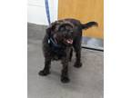 Adopt SIERRA a Schnauzer, Mixed Breed