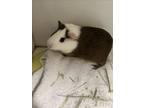 Adopt MOLLY a Guinea Pig