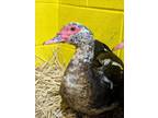 Adopt ZOEY a Duck