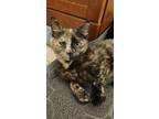 Adopt Penelope a Domestic Short Hair