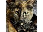 Adopt Paris a Domestic Short Hair, Tortoiseshell