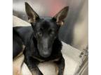 Adopt Addie a German Shepherd Dog