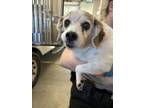 Adopt GERTIE a Parson Russell Terrier, Mixed Breed