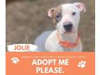Adopt JOLIE a Pit Bull Terrier