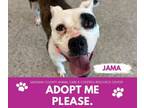 Adopt JAMA a Pit Bull Terrier