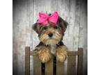 Yorkshire Terrier Puppy for sale in Peebles, OH, USA