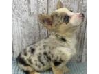 Cardigan Welsh Corgi Puppy for sale in Peebles, OH, USA